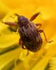 Anthonomus rectirostris
